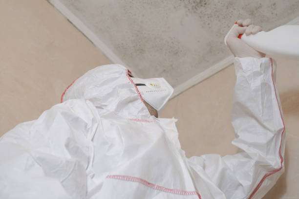 Best Insurance-Related Mold Remediation in Ellsworth, KS